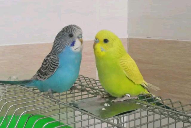 虎皮鹦鹉错误配对后有哪些坏处?