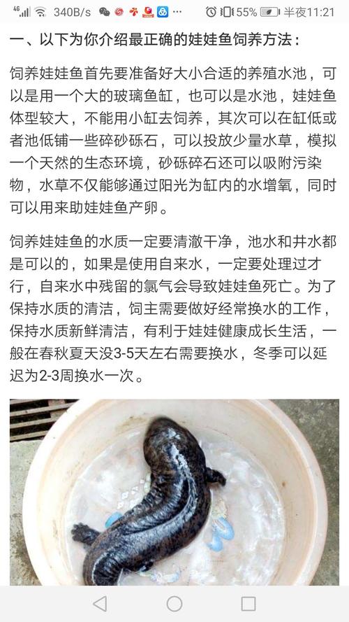 娃娃鱼的饲养,习性和制作方法