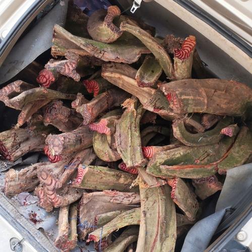 伟博广西深山新鲜鸡血藤大血藤1500克血藤