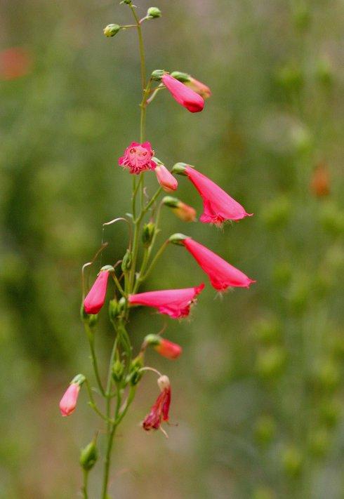 红花钓钟柳草本象牙红