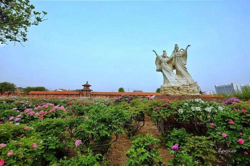 菏泽:牡丹开,花倾城!