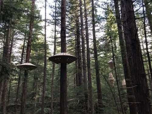 redwood treewalk 红木树林步道