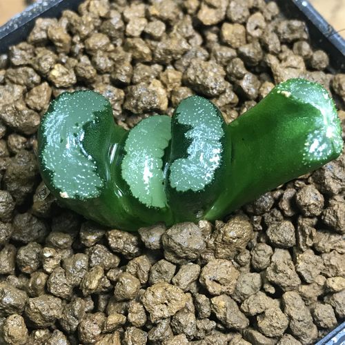 写乐玉扇组培苗十二卷一物一拍大型玉扇北斋荒肌广重满48包邮_7折现价