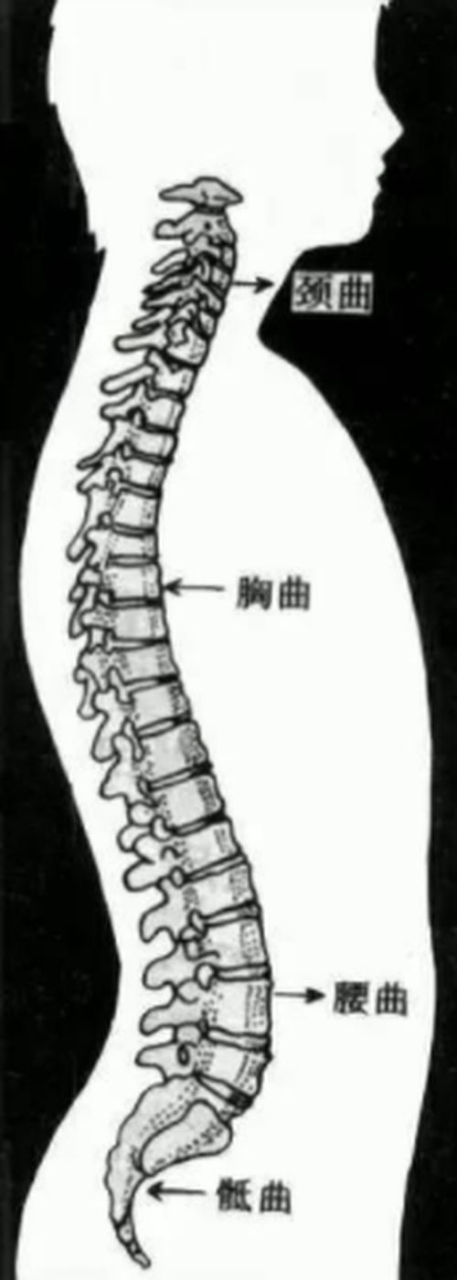 脊柱侧面图