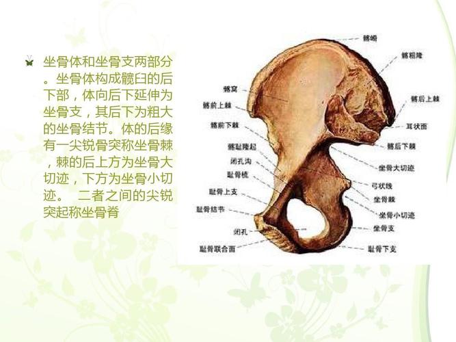 骨盆 解剖学ppt