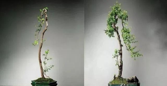 由于文人树盆景高雅,灵动,飘逸的艺术造型与知识分子清高,自傲和不羁