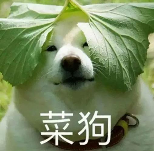 狗蛋菜狗表情包