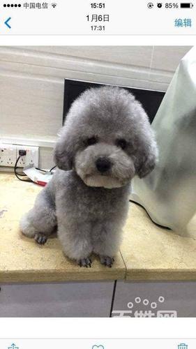 澄迈哪里有犬舍卖纯种灰色泰迪的小体灰泰迪多少钱