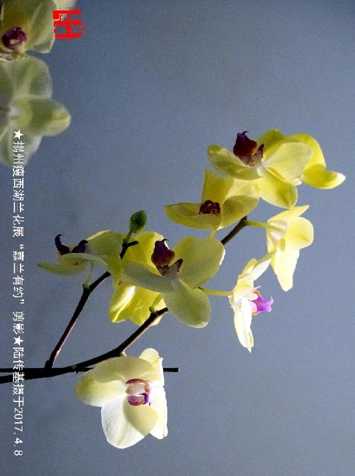 扬州瘦西湖兰花展"嘉兰有约"剪影
