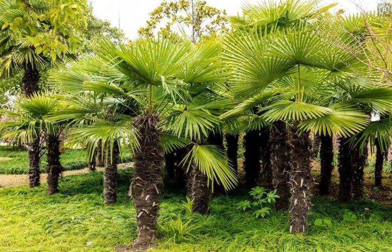 泰兴棕榈树苗价格特别