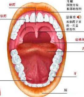 全部版本 最新版本  1,慢性汞中毒导致口腔炎:主要见于病情较急较重的