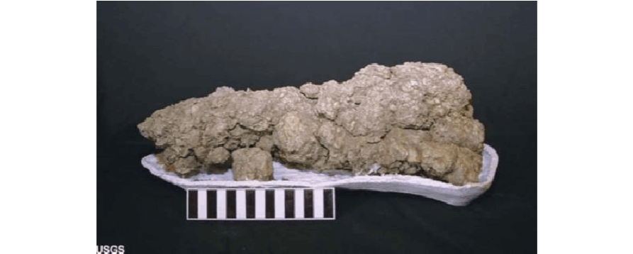 一个特大型的兽脚类恐龙粪便化石