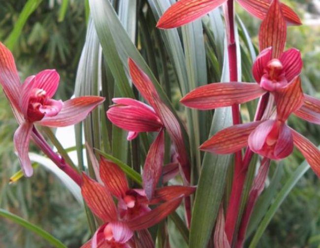 醉红素兰花要种1盆顶级红素兰香淡雅花色艳丽值得养护