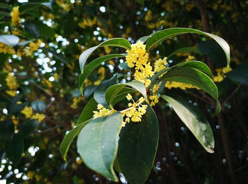 盘点金桂,银桂,丹桂和四季桂的三大区别,分不清的看过来!
