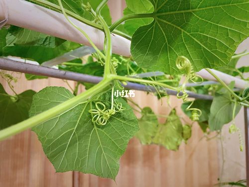 葫芦娃 葫芦娃 一根藤上七朵花_家装_家居_家居装饰_家居家装_家居