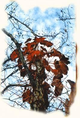 橡树和木棉的爱情.