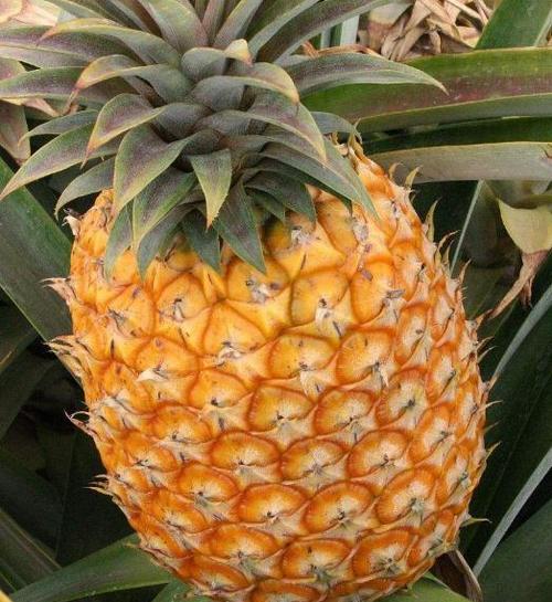 菠萝怎么样挑选?