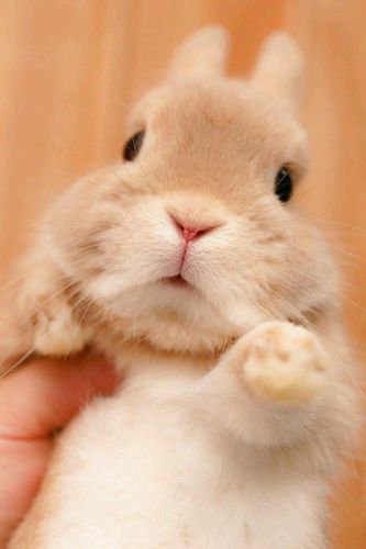 分享可爱小动物