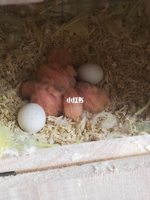 孵化出壳了_鹦鹉_牡丹_牡丹鹦鹉_宠物_宠物其他