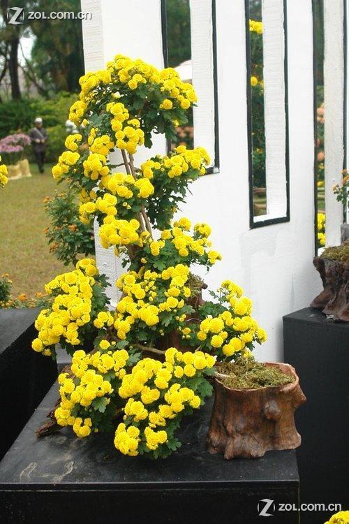 菊花盆景大家欣赏