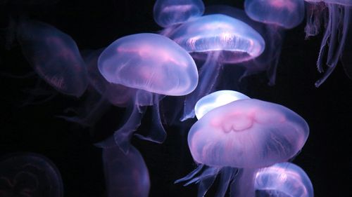 水母,鱼,鲨鱼 美女  壁纸