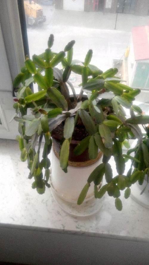 螃蟹爪子花,龙爪花
