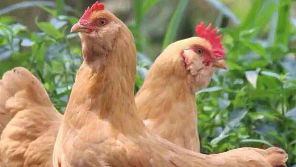 【龙门胡须鸡 2.5斤】肉嫩骨细,皮脆味鲜!