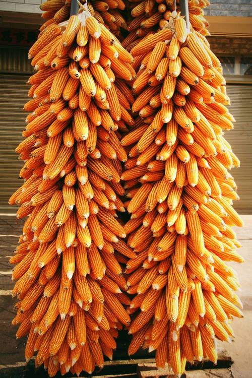 沾益区白水镇又到玉米丰收时遍地金黄晒秋收