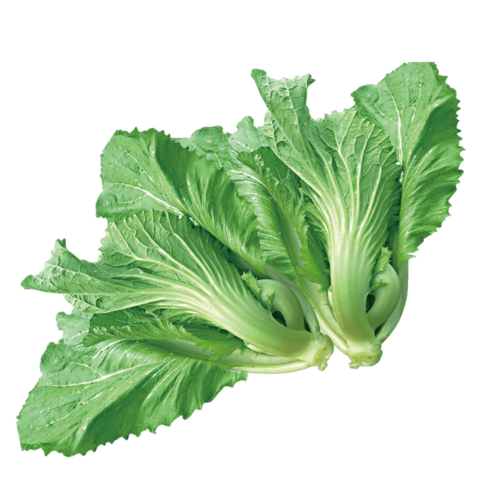 芥菜蔬菜