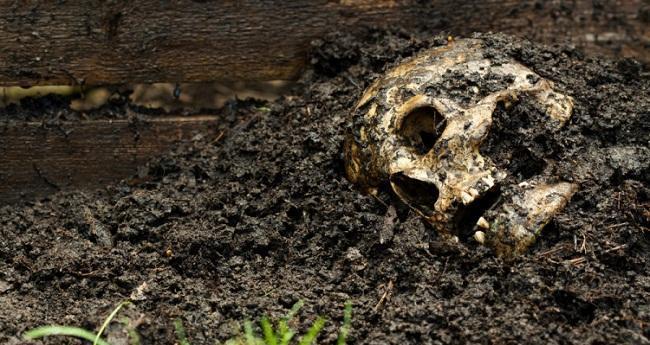 尸体农场是研究人类尸体在不同条件下分解以及腐烂的研究场所.