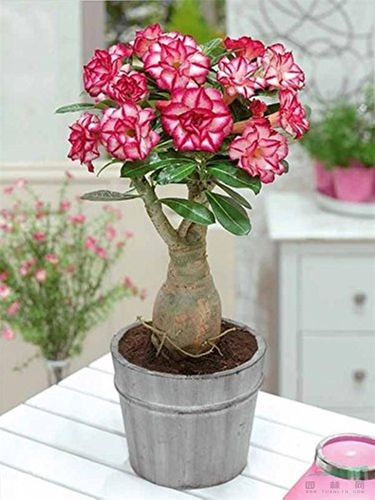 厦门市园林植物园获沙漠玫瑰属国际栽培品种登录权威殊荣