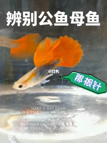 孔雀鱼日常vlog_vlog_孔雀鱼_宠物_宠物其他