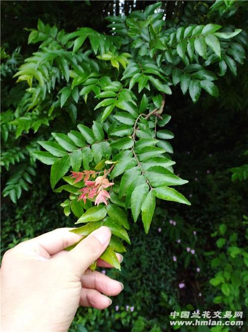 这两种植物是山乌龟和清香木吗?