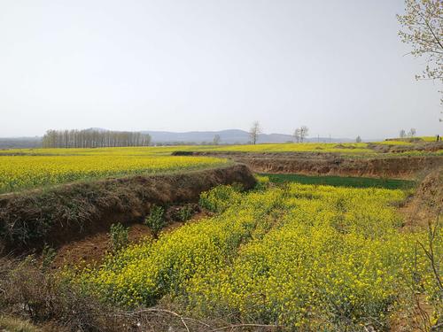 许昌襄城首山的油菜花