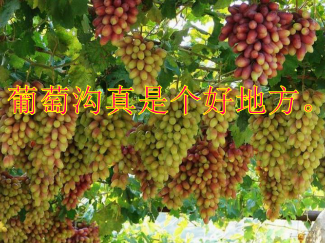《葡萄沟》课件 朗诵动画