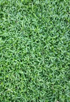 惠东大叶油草