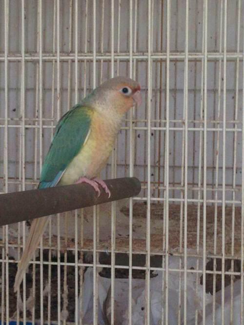 蓝化系列小太阳现货