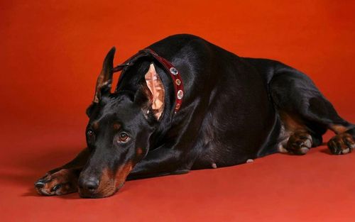 杜宾高清桌面壁纸:宽屏:高清晰度:全屏