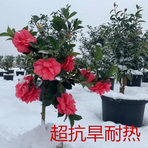 季茶花树苗盆栽耐寒热多开花夏日七心夏咏国色六年苗高65公分左右含盆