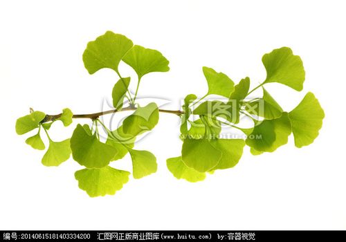 银杏枝叶