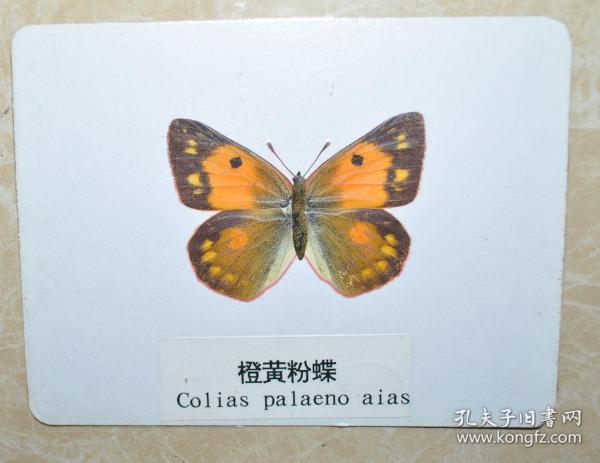 早期名贵 活体塑封 蝴蝶标本-----橙黄粉蝶