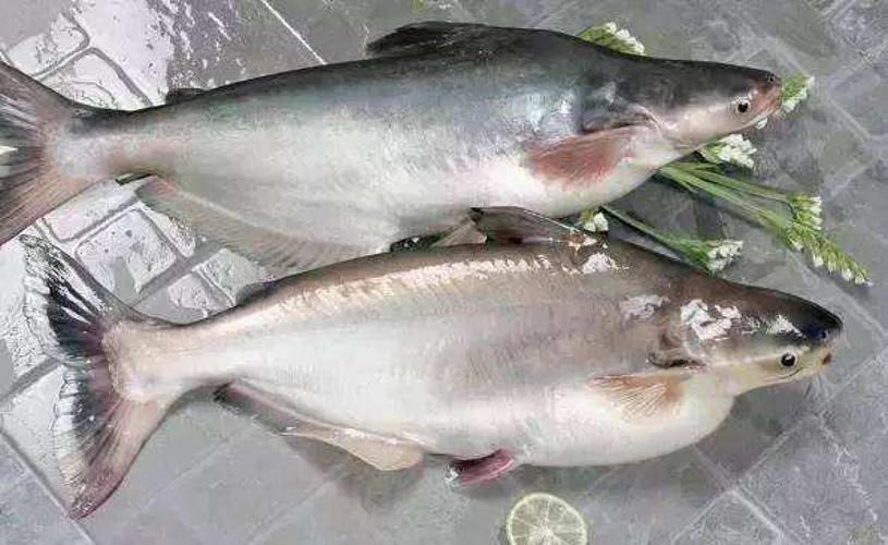 有人能介绍一下劳伦迪鱼吗