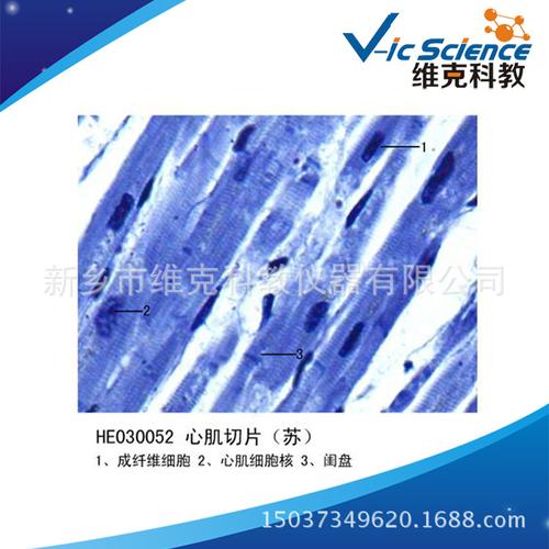 疏松结缔组织装片 生物切片 组织学与胚胎学 结缔组织