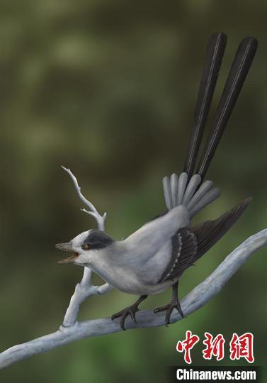 雅尾鹓鶵复原图(章浩臻绘制). 中科院古脊椎所 供图