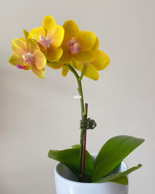 新入了一些花色热闹的洋兰,都是香味明显的品种.