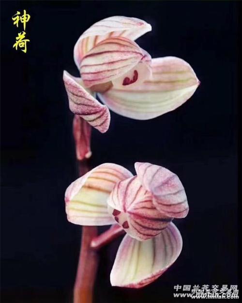 一年一度换土季神荷篇