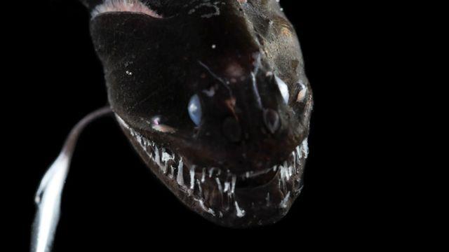 深海中恐怖的黑色鱼刷新研究人员的认知其特性未来将被用于工业