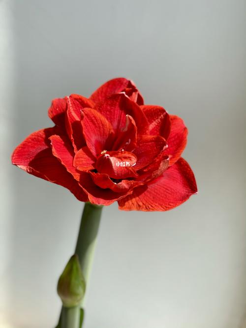 朱顶红 樱桃妮芙_美极怎么样_阳台_摄影_阳台花园_家居家装_家居装饰