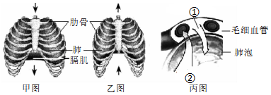 如图所示,a表示人体某个器官,甲乙代表与之相连的血管,箭头表示血流