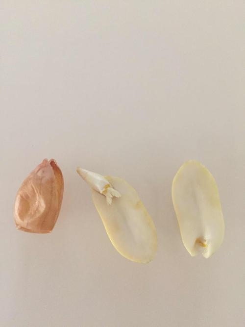 生物实践作业之解剖种子